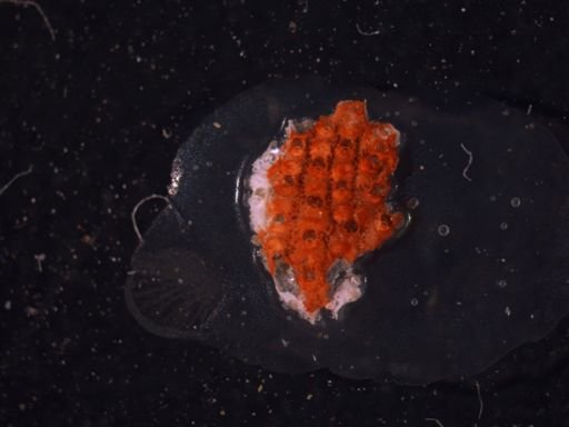 Porella