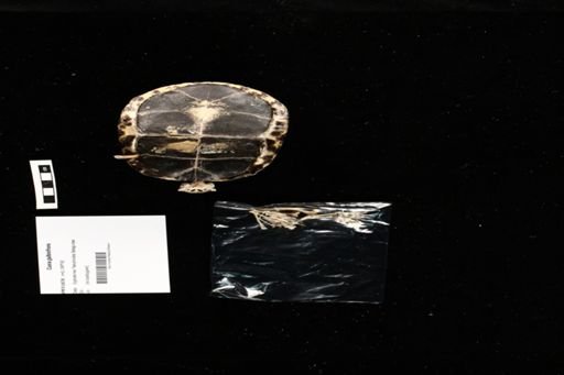 Cuora galbinifrons