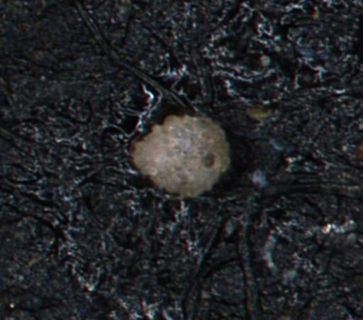 Foraminiferida