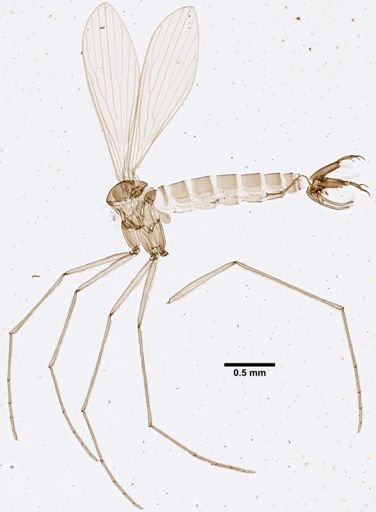 Lutzomyia camposi