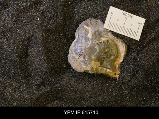 undet. Bivalvia