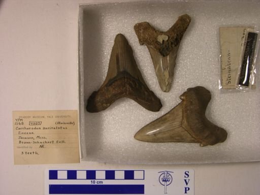 Carcharocles auriculatus