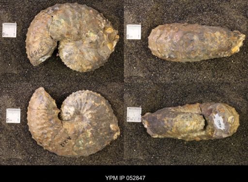 Discoscaphites gulosus