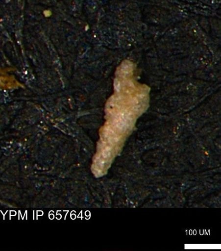Verneuilinoides kansasensis