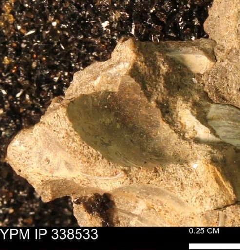 Protocardia subquadrata