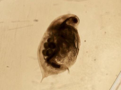 Daphnia pulex