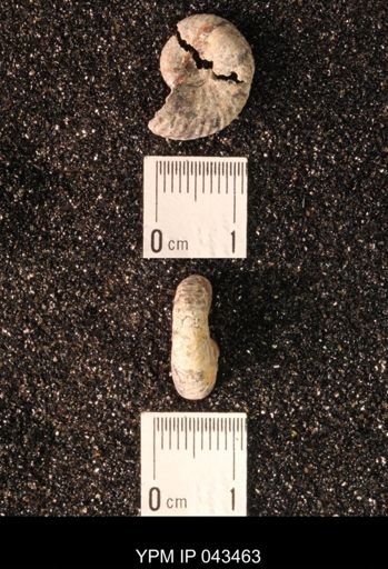 Hoploscaphites nicolletii