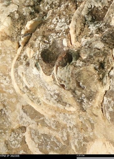 undet. Bivalvia
