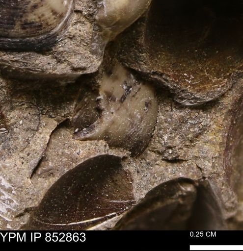 Limopsis striatopunctatus