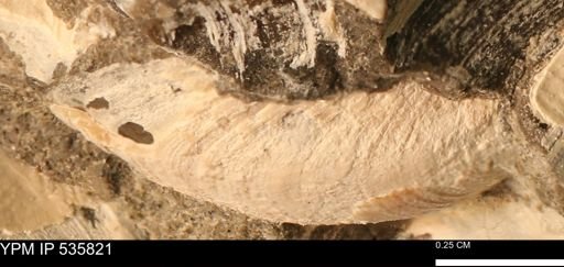 Limopsis striatopunctatus