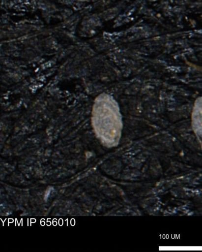 Spirolocammina subcircularis