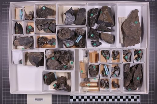 mixed taxa, stratigraphic collection