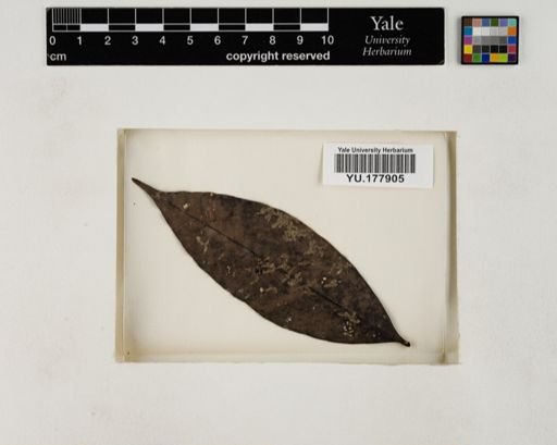 Plantae