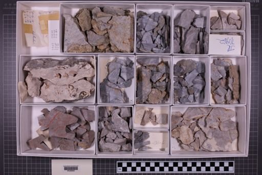 mixed taxa, stratigraphic collection