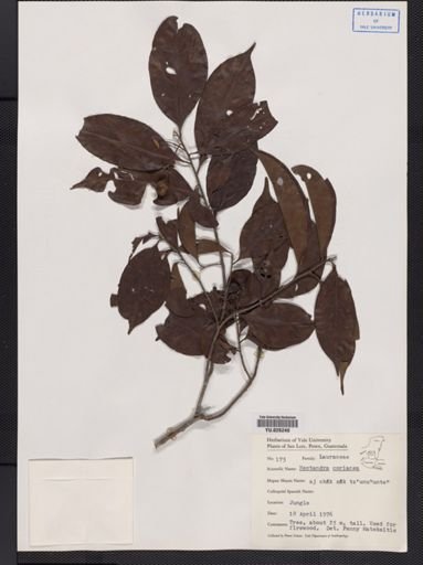 Nectandra