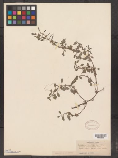 Ludwigia palustris