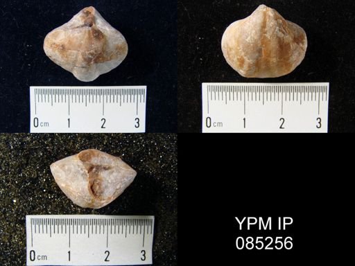 Eospirifer radiatus