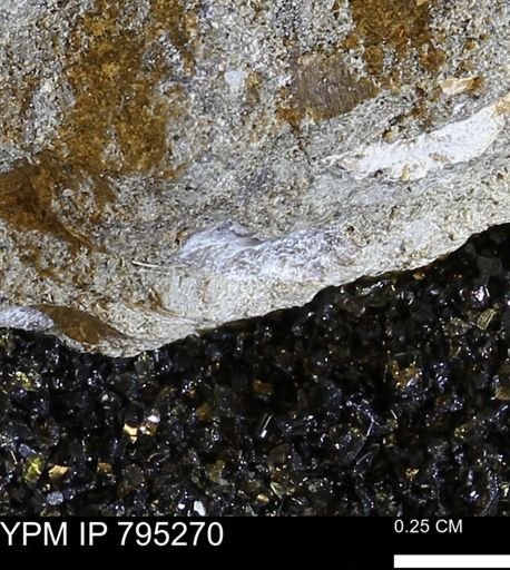 undet. Bivalvia