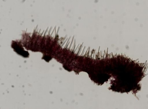 Plocamiancora igzo