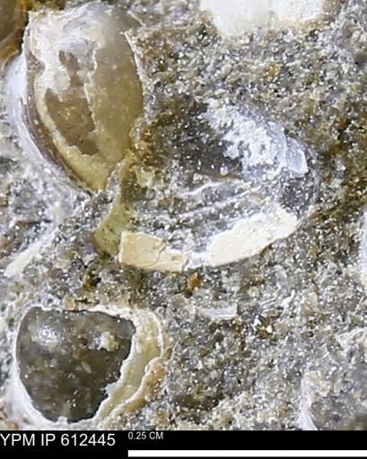Protocardia subquadrata