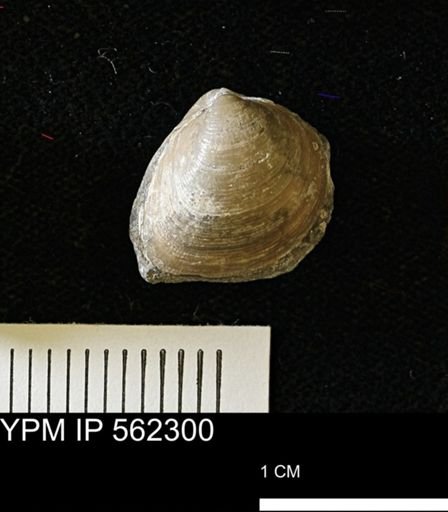 Limopsis striatopunctatus