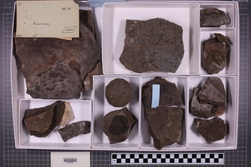 mixed taxa, stratigraphic collection