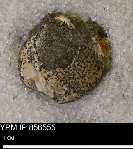 Protocardia sp.