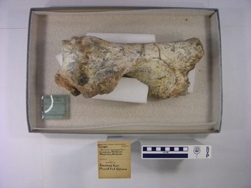 Chilotherium sp.