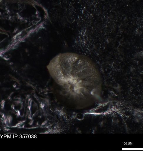 undet. Foraminiferida