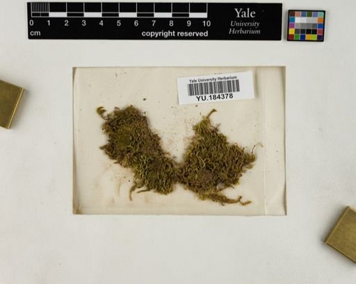 Plantae