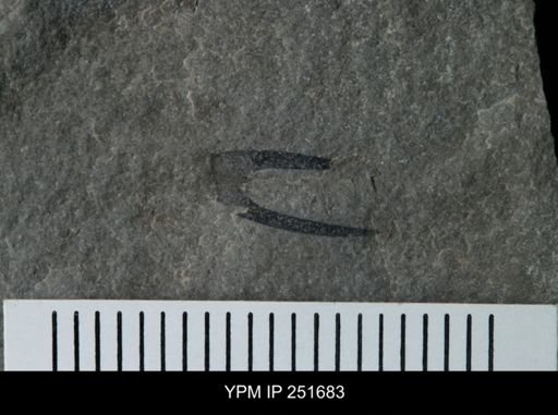 Eurypterus sp.