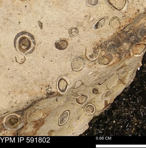 Serpulidae