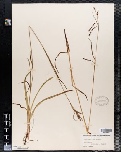 Carex gracillima