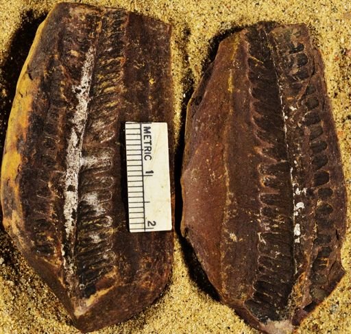 Pecopteris sp.
