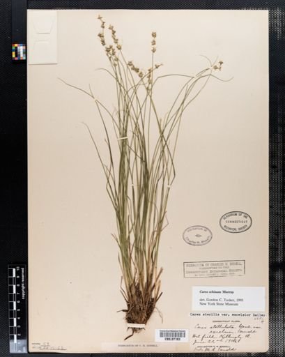 Carex echinata