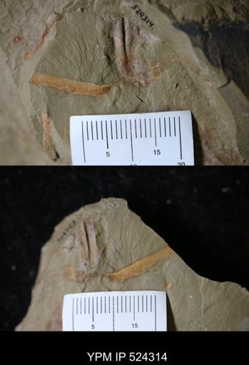 undet. Graptolithina