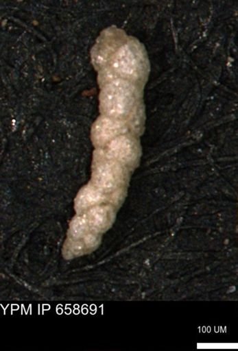 Verneuilinoides kansasensis