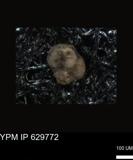 undet. Foraminiferida