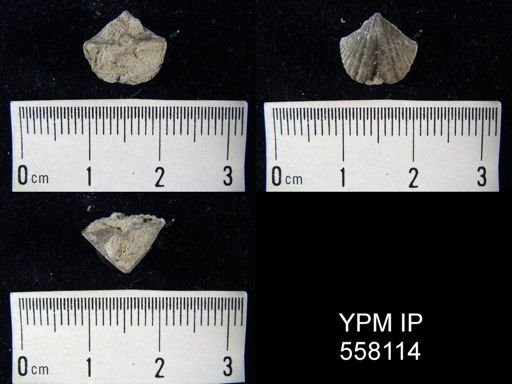 Cyrtinoidea