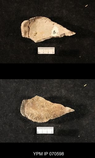 Favosites louisvillensis