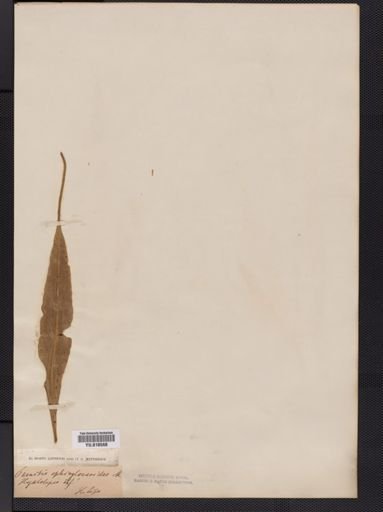 Hymenolepis