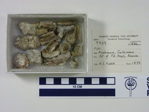 Cimolichthys sp.