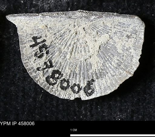 Strophodonta sp.
