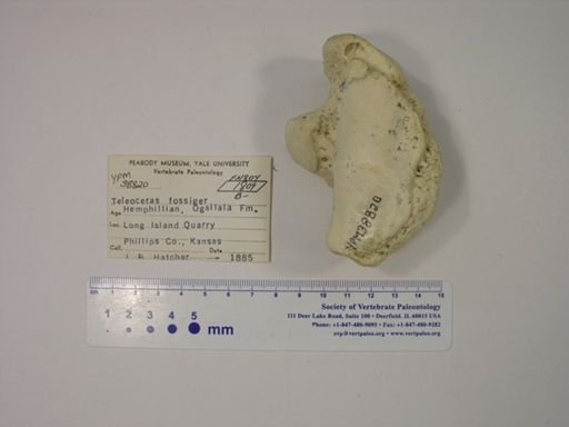 Teleoceras fossiger