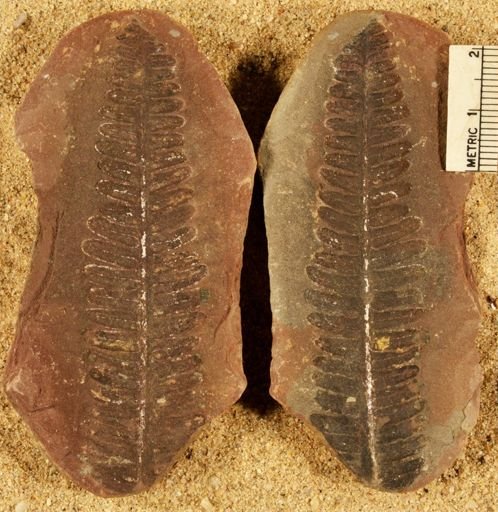 Pecopteris