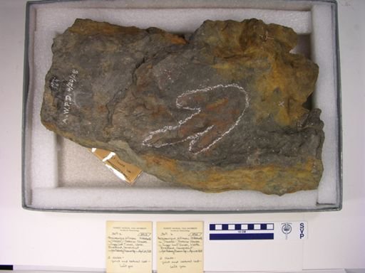 Anchisauripus exsertus