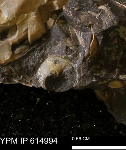 undet. Gastropoda