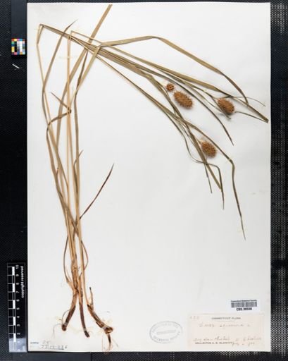 Carex squarrosa