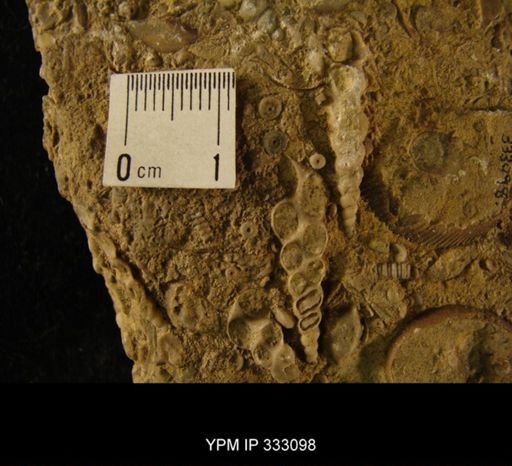 undet. Murchisoniina