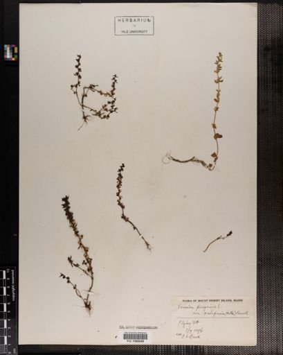 Plantae
